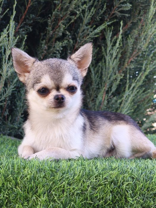 Мальчик чихуахуа