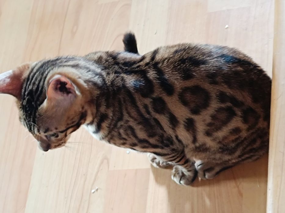 Котенок бенгальский девочка