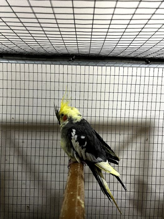 Попугаи корелла,