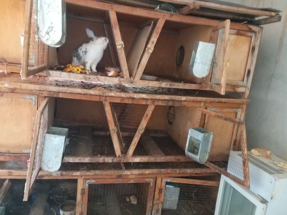 Quyonlar uchun qafas