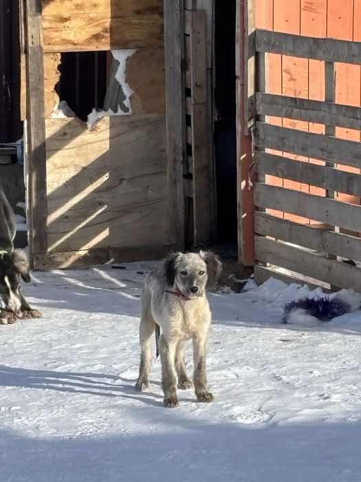 Тазы күшік сатылады