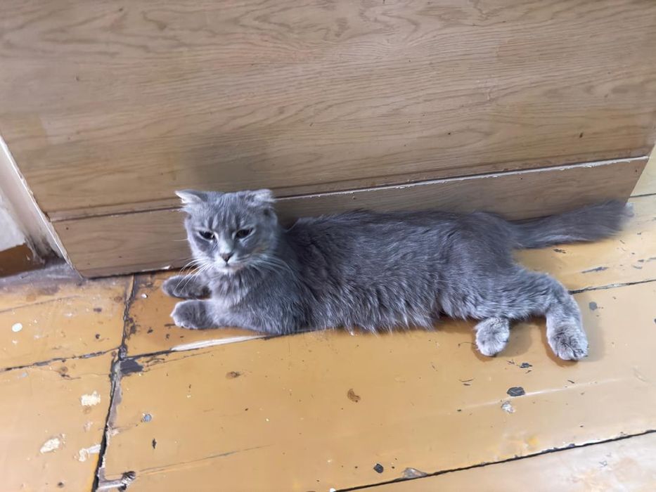отдам кошку скотиш фолд