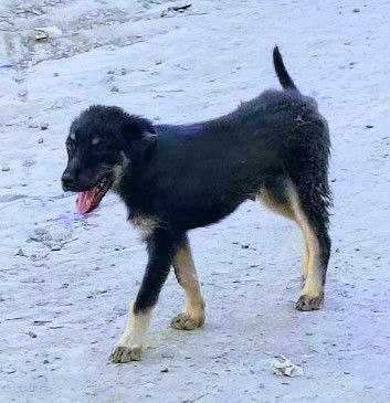 Собаки и щенки в Термезе