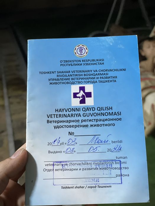 Mushuk scottish srtaigh