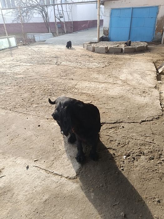 Русский спаниель Собака