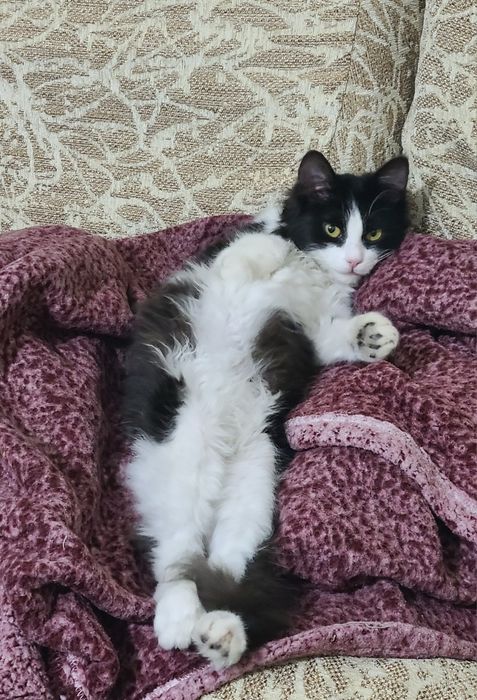 Котенок, в добрые руки, 4 месяца