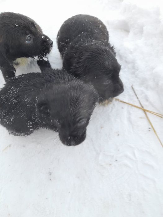 Отдам щенят в хорошие руки