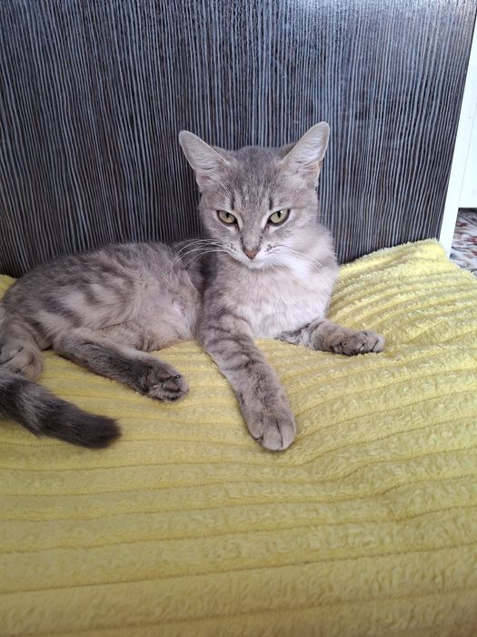 Кошка ищет себе хозяев