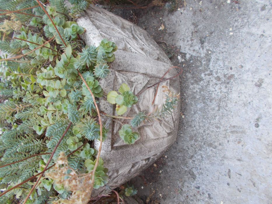 Кашпа , саксия отлят калъп от мраморно брашно, мозайка  и бял цимент