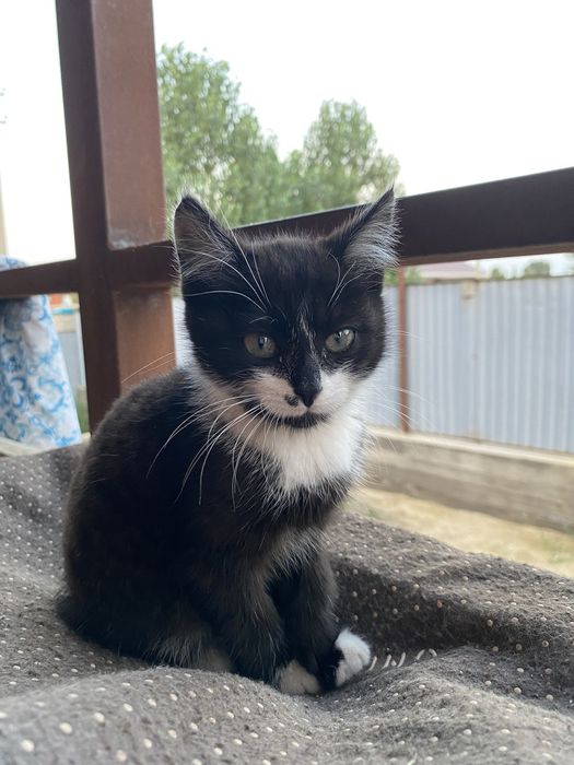 Маленький котёнок чистый