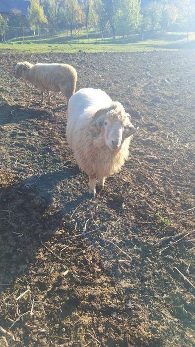 Berbec  de vânzare  Valea  mare