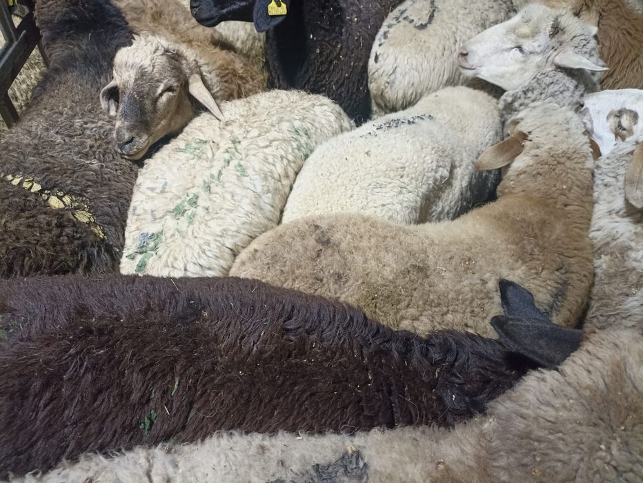 Бараны Баран баран