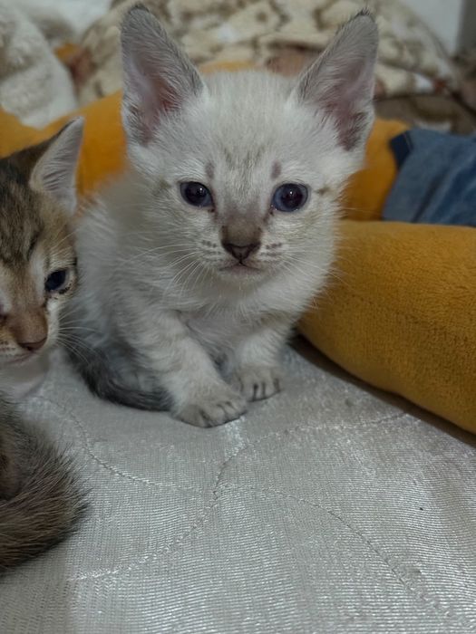 Отдам в добрые руки котят