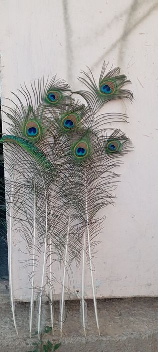 Табыстың қанаттары сатылады