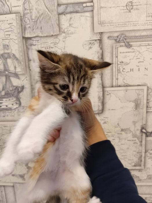Котята даром 1.5 месяца