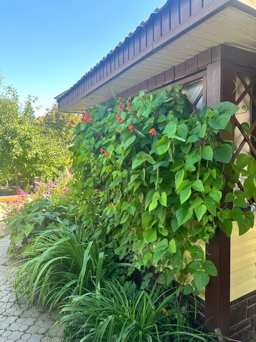 Продам дачу ПЕСТРОЕ