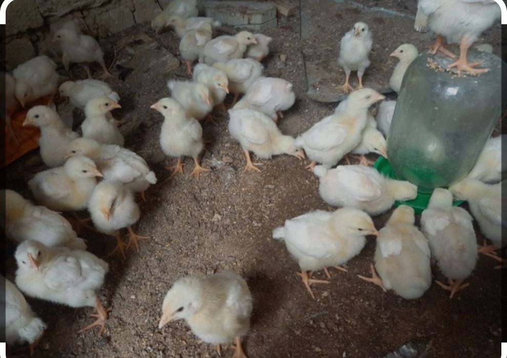 Тауық сатылады несушка