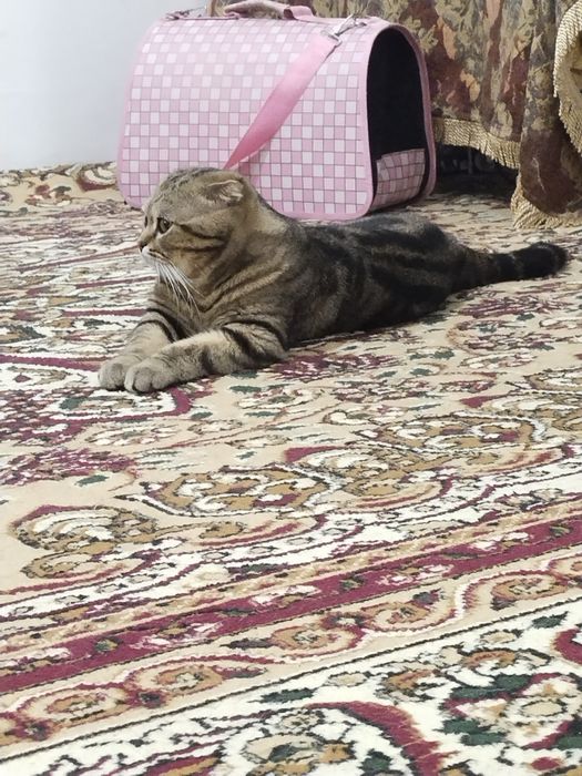 Вязка скотиш фолд 2год с опотний малчик