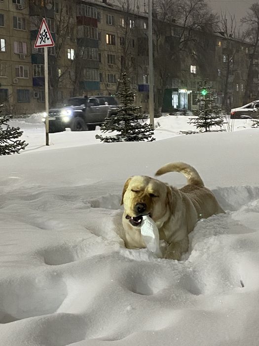 Вязкая Лабрадор кабель