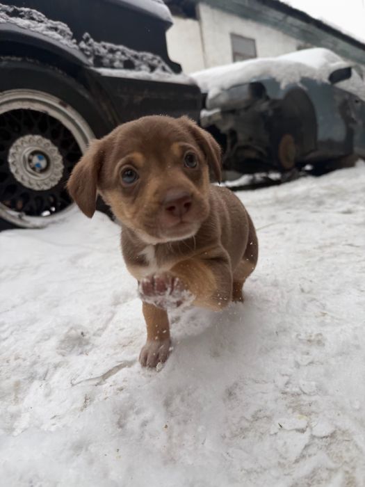 Отдам щенят в добрые руки!