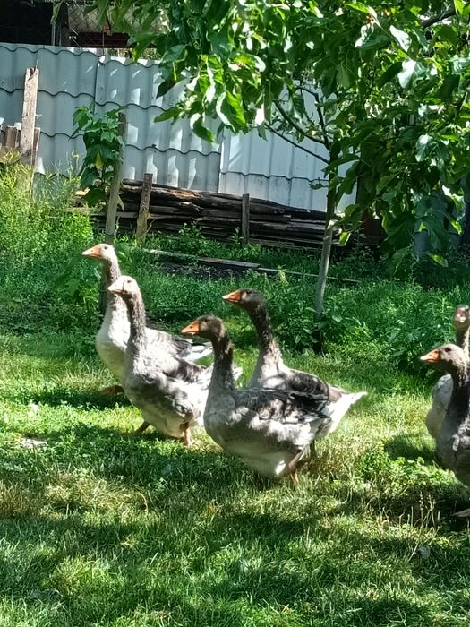 Gâște de vânzare
