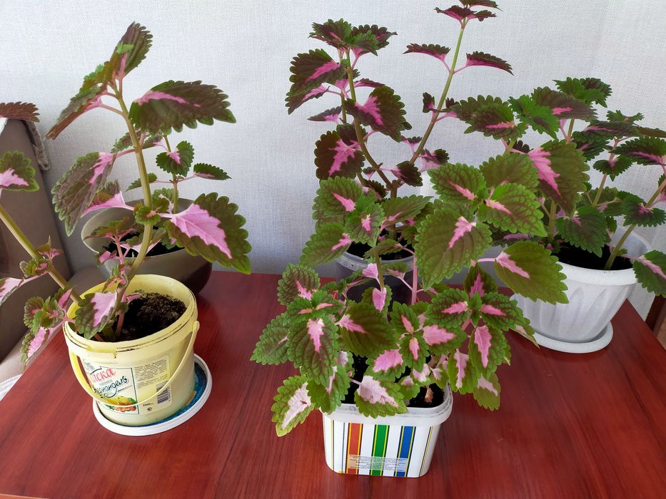 Комнатные растения