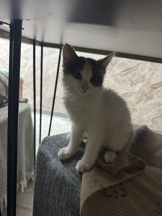Котята домашние маленькие