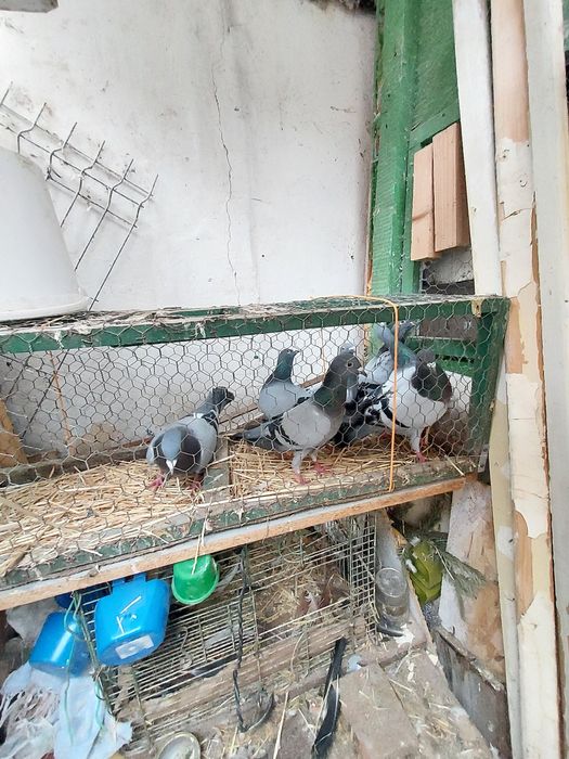 Porumbei Jucători De Galați