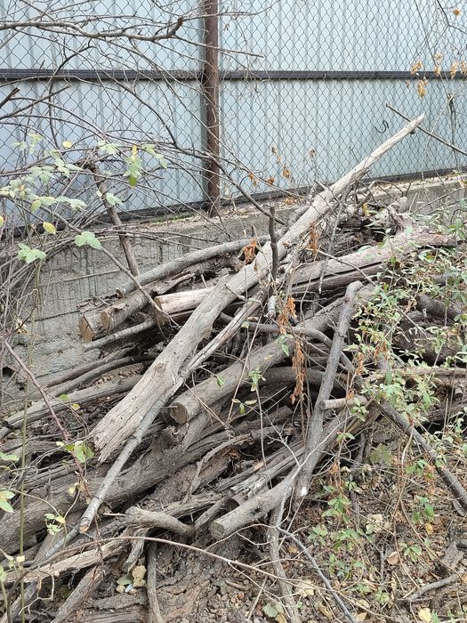 Отдам даром. Дерево урюка. Самовывоз самоспил