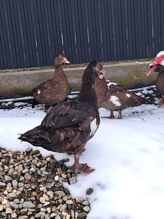 Vând ouă de Rată leseasca