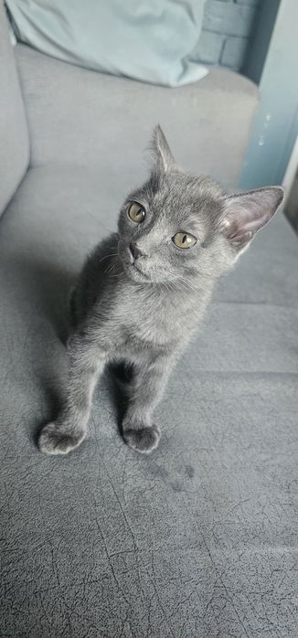 Котёнок породы Русская голубая ищет любящую семью (бесплатно)