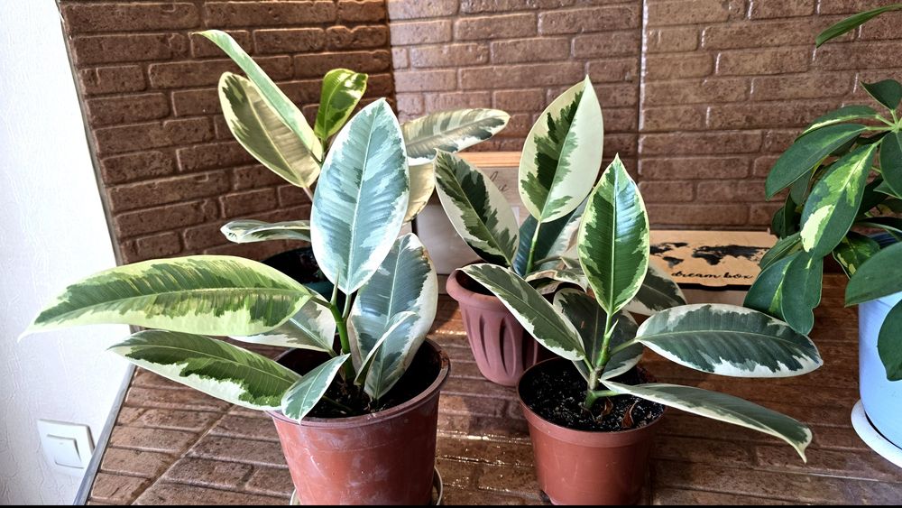 Продаю фикус  Эластика Тинеке