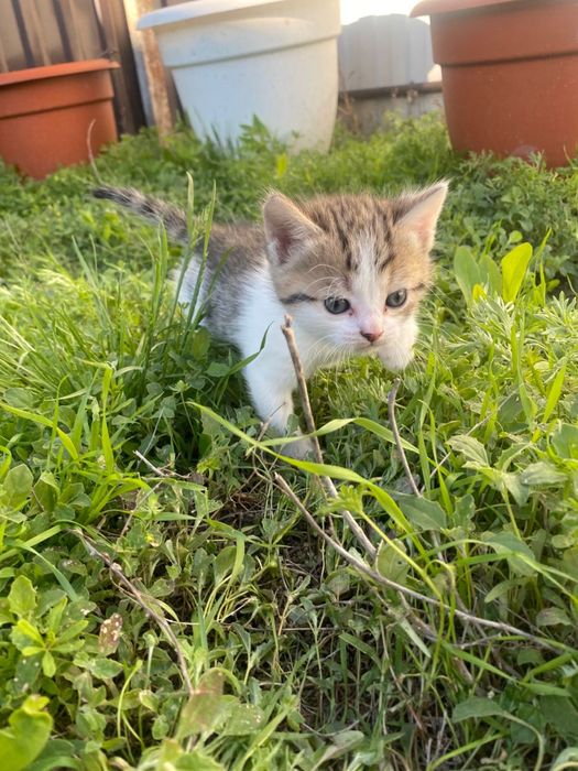 Отдам в добрые руки! г.Аксай,ЗКО