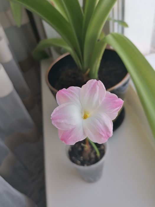 Зефирантес сортовой