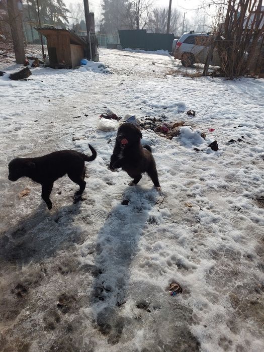 Отдам в добрые руки