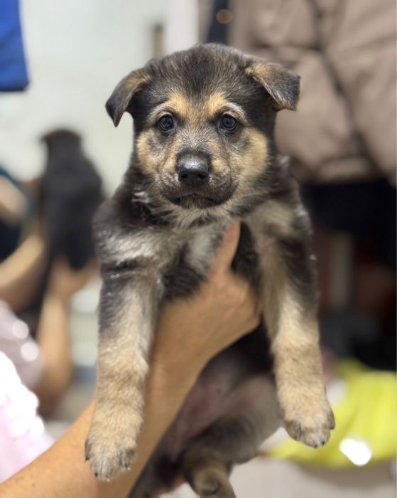 Щенки немецкой овчарки