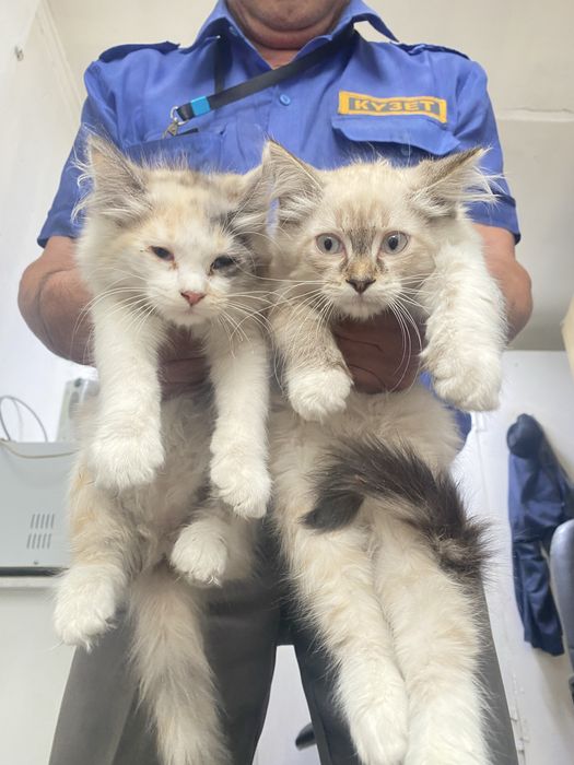 Отдам котят, сиамские, пушистые, 3 мес
