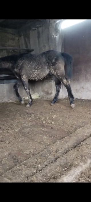 Семіз бордақы 1 жасар тай сатылады срочна