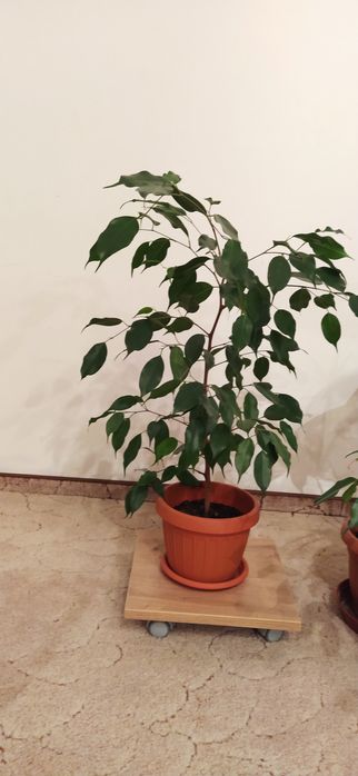 Vând ficus Benjamin și cactus Ephifilium