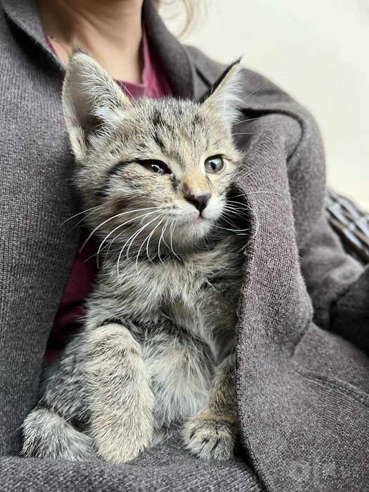 Бесплатно отдам кошка