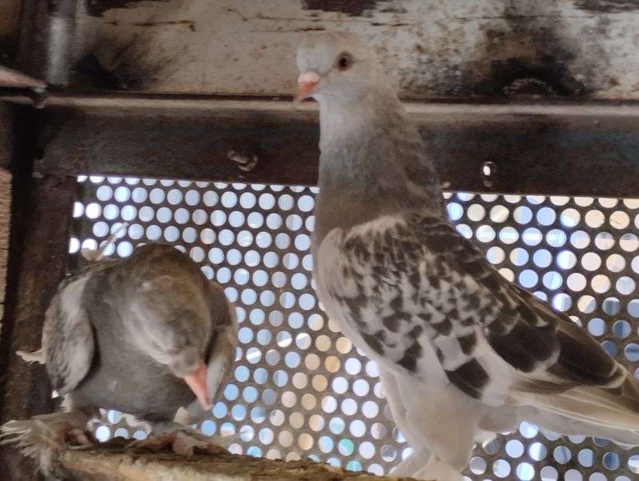 Голуби домашние .