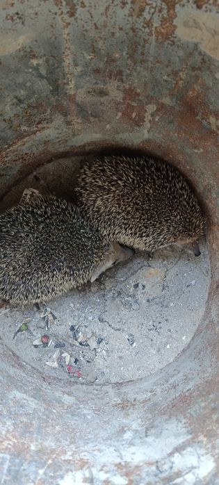 Продаются 2 ёжика