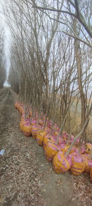 Yasin koʻchati. Ясин.  шумтол кучат