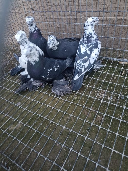 Продаются голубки сочихи