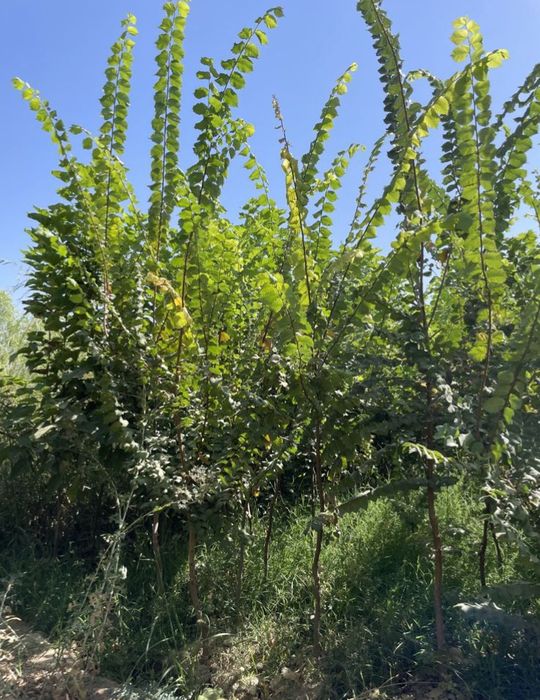 Саженцы всех видов