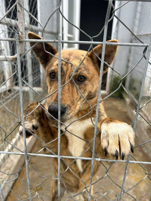 Adopta un caine - un sufletel are nevoie de stapan!