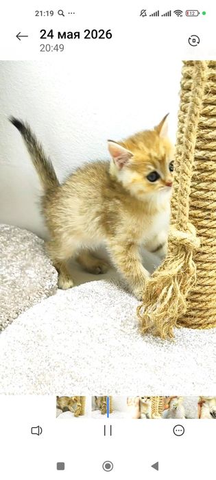 котик БритАнскИй 2 мес