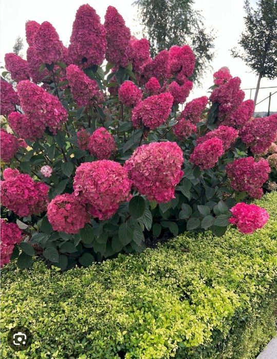 Самая красивая  гортензия Самарская Лидия