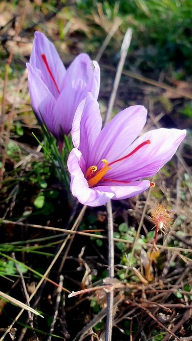 Sofran romanesc cultura proprie