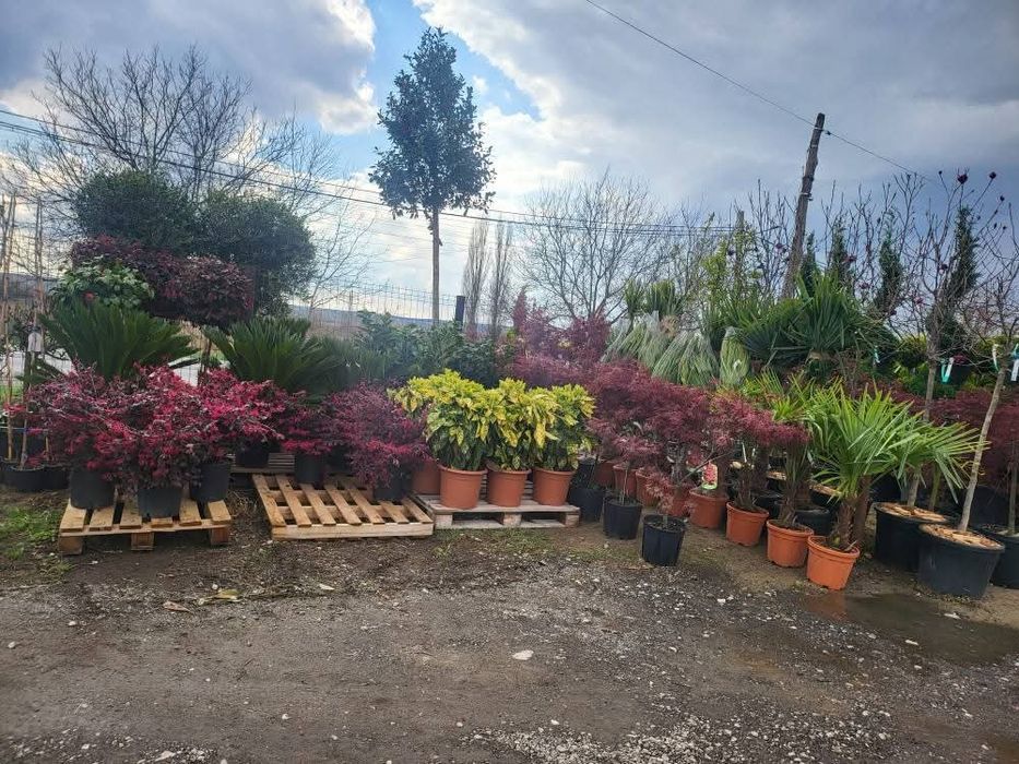 Amenajări grădini de la A la Z gazon si plante ornamentale